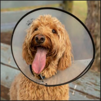 ΚΟΛΑΡΟ ΕΛΙΣΑΒΕΤ ΠΡΟΣΤΑΤΕΥΤΙΚΟ Νο23cm