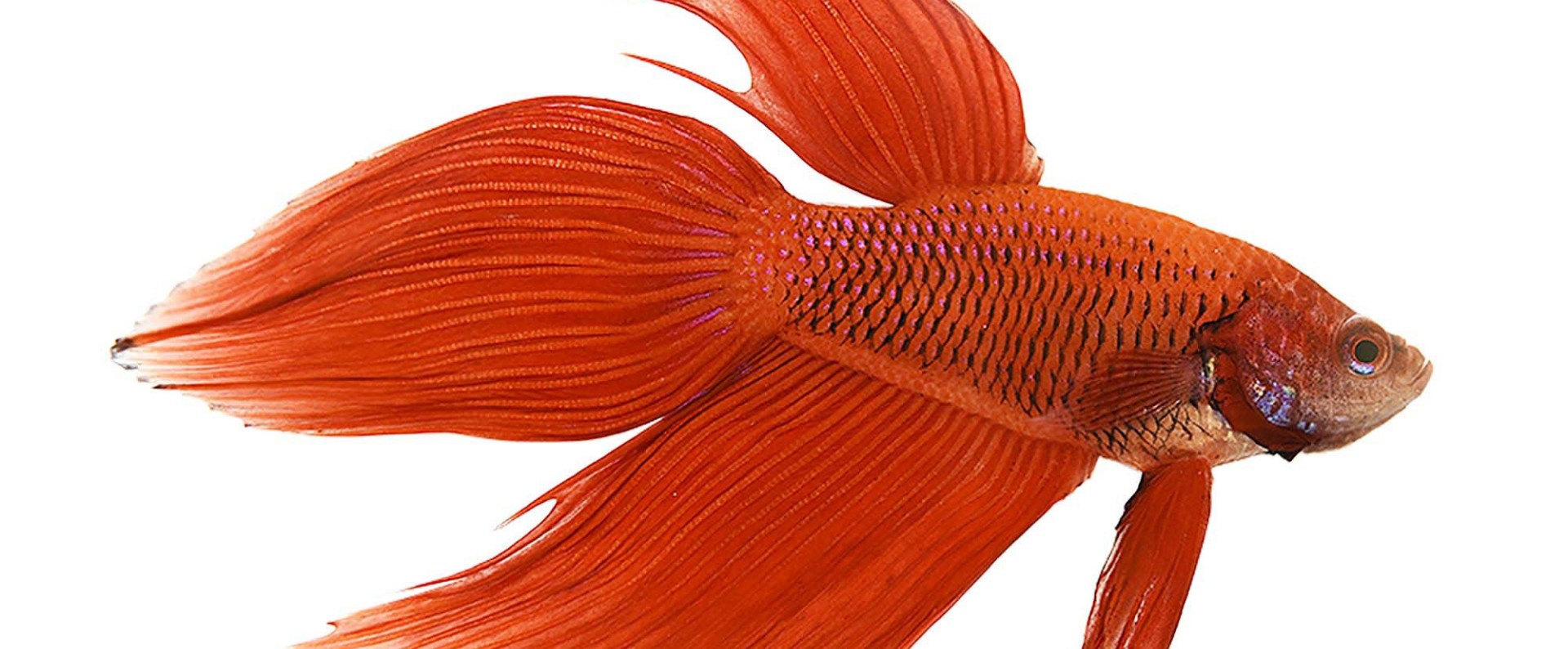 ΠΡΟΣΦΟΡΕΣ ΨΑΡΙΑ