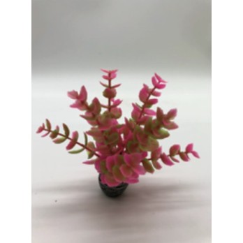 ΔΙΑΚΟΣΜΗΤΙΚΑ ΦΥΤΑ ΕΝΥΔΡΕΙΟΥ ΡΟΖ AQUARISTIC 10CM