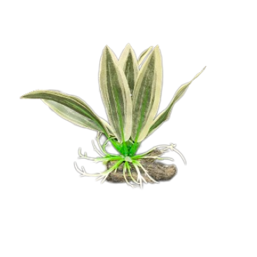 ΔΙΑΚΟΣΜΗΤΙΚΑ ΦΥΤΑ ΕΝΥΔΡΕΙΟΥ ΠΡΑΣΙΝΟ ΜΕ ΦΥΛΛΑ AQUARISTIC 10CM