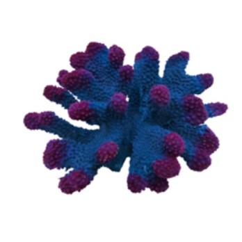 ΔΙΑΚΟΣΜΗΤΙΚΟ ΕΝΥΔΡΕΙΟΥ ΚΟΡΑΛΙ ΜΠΛΕ ΜΩΒ AQUARISTIC