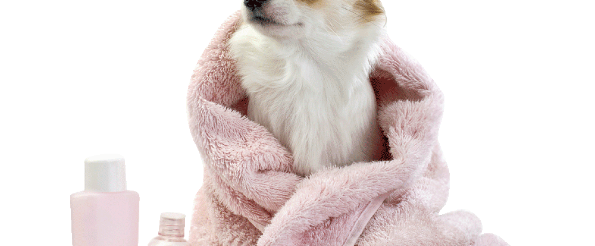 Σαμπουάν Για Σκύλους