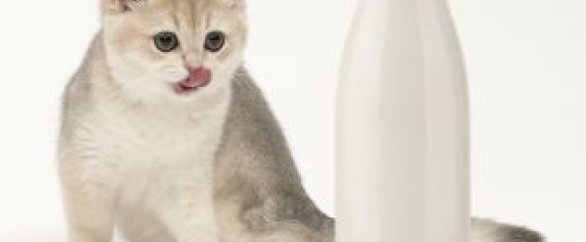 Γάλα Για Γάτες & Γατάκια - Ολοκληρωμένη Ανάπτυξη 