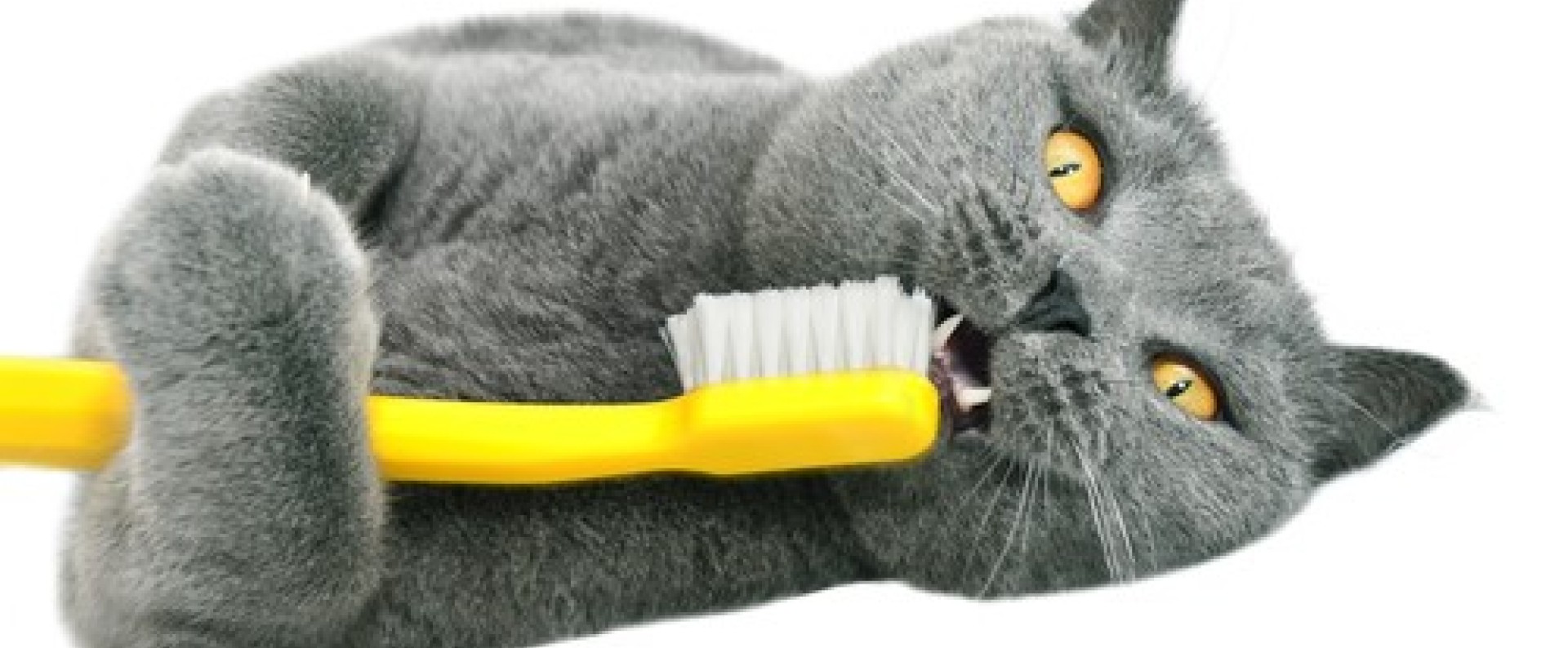 Προϊόντα Για Τα Δόντια Της Γάτας