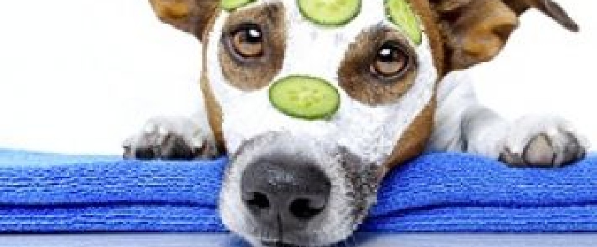 Προϊόντα Για Το Τρίχωμα Σκύλου 