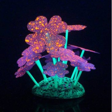AQUA LUMO PURPLE CLOVER STARRY PLANT