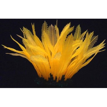 AQUA LUMO ORANGE FERN PLANT