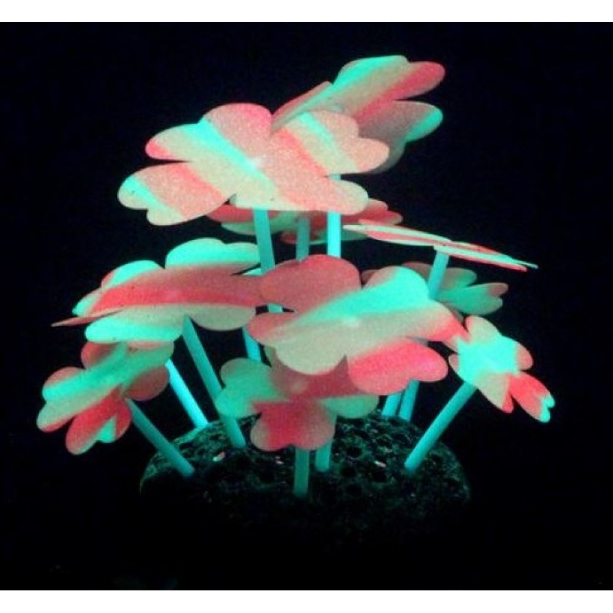 AQUA LUMO CLOVER STRIPE PLANT 