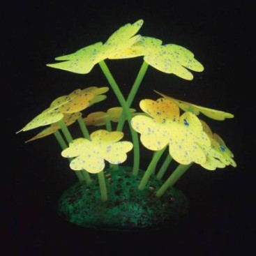 AQUA LUMO YELLOW CLOVER STARRY PLANT