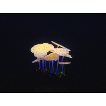 AQUA LUMO SEA ANEMONE PLANT