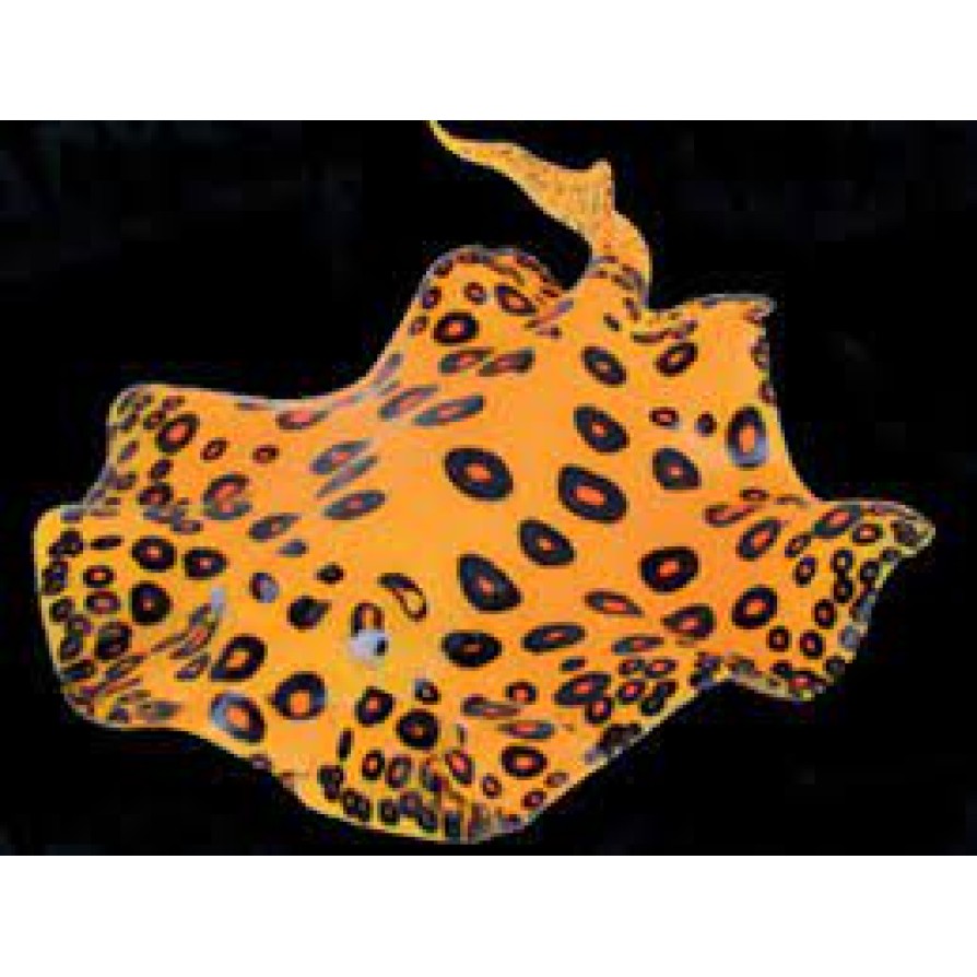 AQUA LUMO STUNGRAY ORANGE 