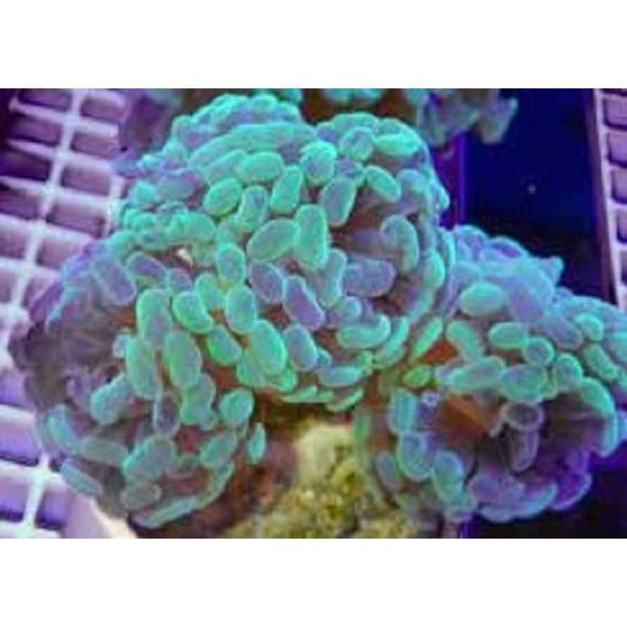 Hammer Coral Green 4Heads 