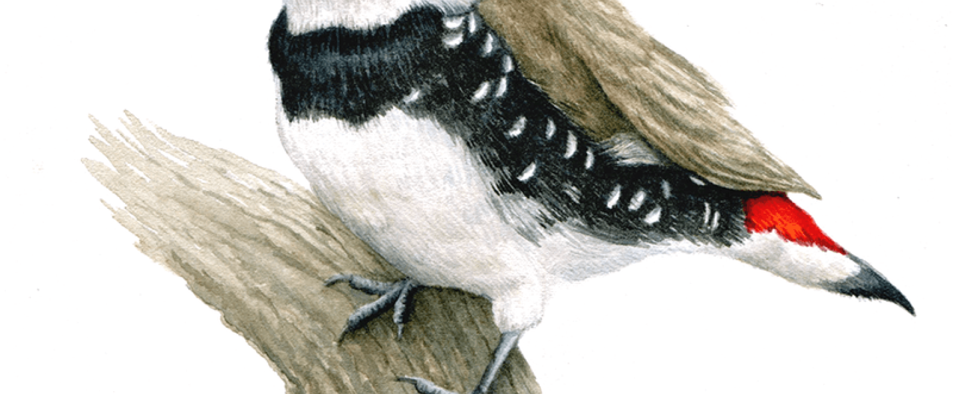 ΓΙΑ ΟΛΑ ΤΑ ΠΤΗΝΑ