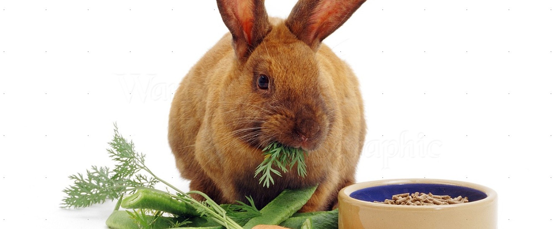 Συμπληρώματα Διατροφής Για Κουνέλια 