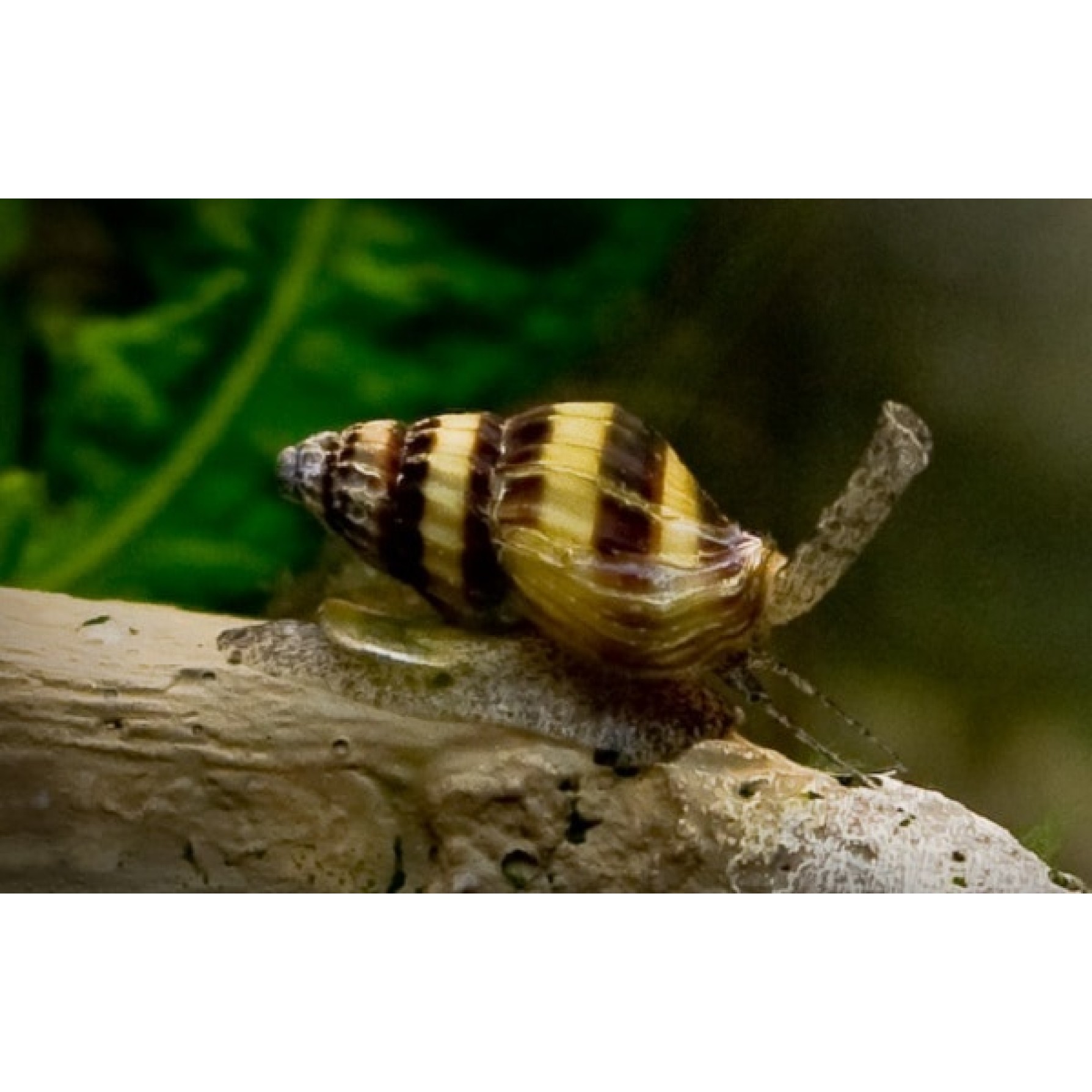 Anentome Helena