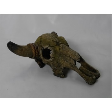 DOPHIN BUFFALO SKULL