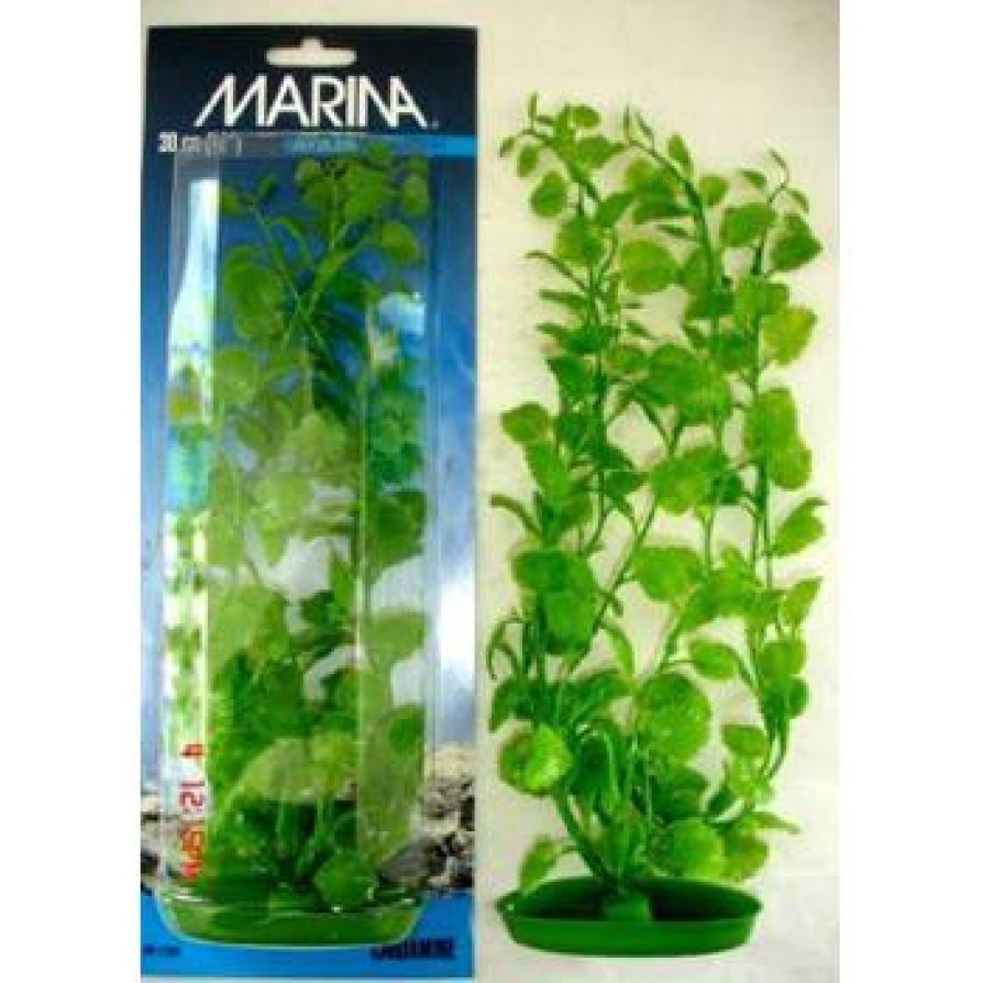 MARINA CARDAMINE 30 CM MARINA