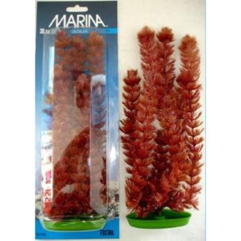 MARINA FOXTAIL 30 CM
