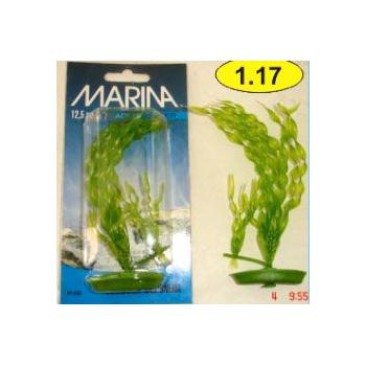 MARINA CORKSCREW VALISNERIA 13 CM