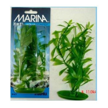 MARINA HYGROPHILA 20 CM