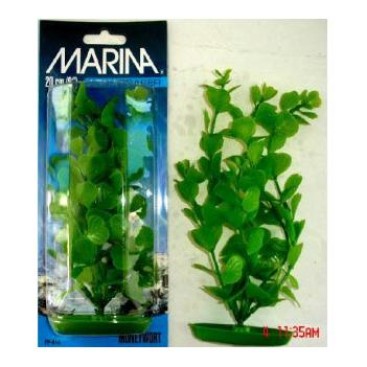 MARINA MONEYWORT 20 CM