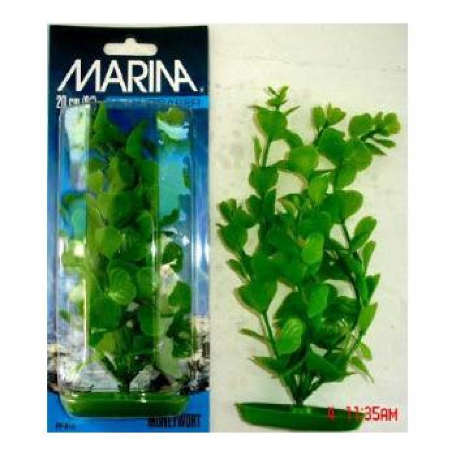 MARINA MONEYWORT 20 CM MARINA