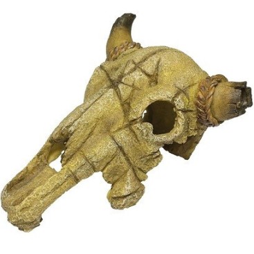 DOPHIN BUFFALO SKULL