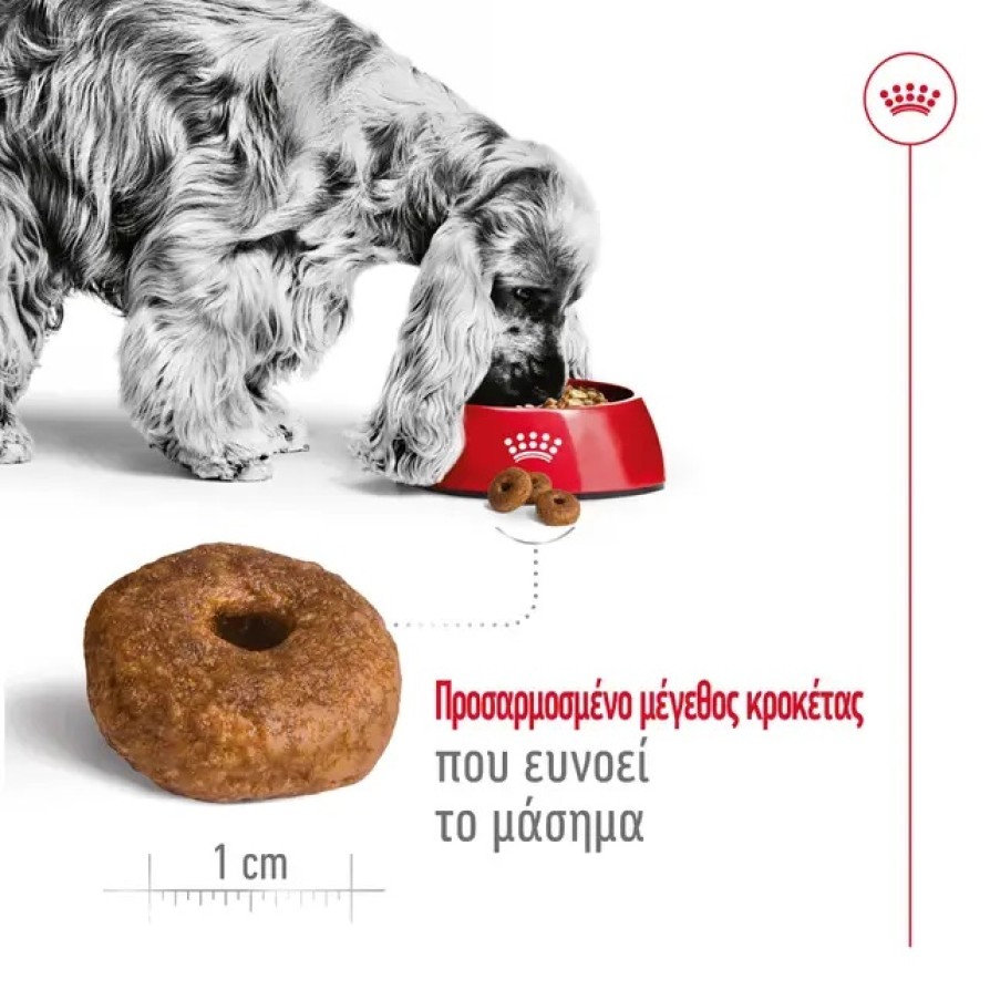 ROYAL CANIN SHN MEDIUM AGEING +10