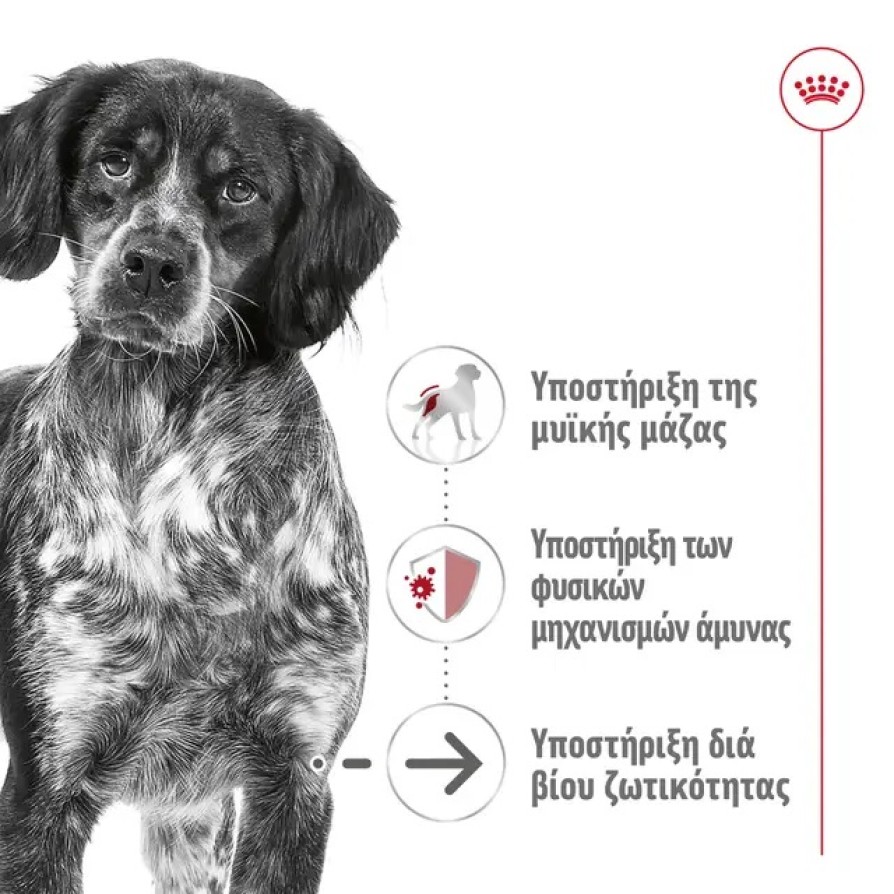 ROYAL CANIN SHN MEDIUM AGEING +10