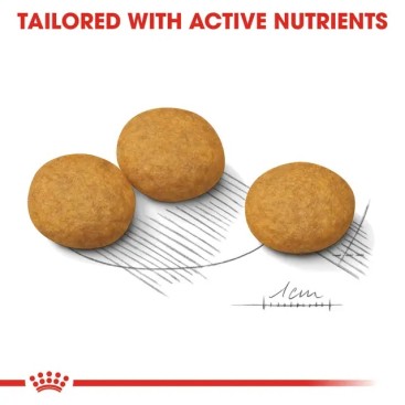ROYAL CANIN CCN MEDIUM DERMACOMFORT