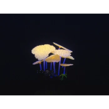 AQUA LUMO SEA ANEMONE PLANT