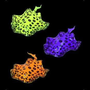AQUA LUMO STINGRAY