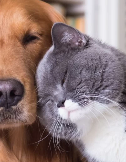 Οι 5 βασικές διαφορές στις διατροφικές ανάγκες σκύλου και γάτας