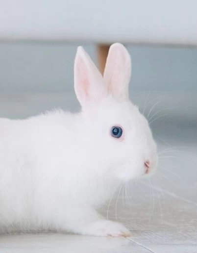 Κουνελάκια και ζέστη