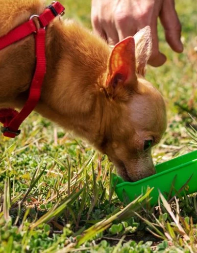 Θερμοπληξία και ζώα συντροφιάς
