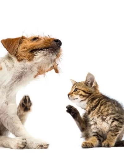 Έξω-παράσιτα & Ένδο-παράσιτα