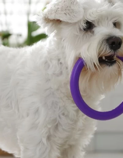 Επιστροφή του σκύλου στην καθημερινότητα