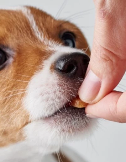 Ολοκληρωμένη φροντίδα για το κατοικίδιό σου