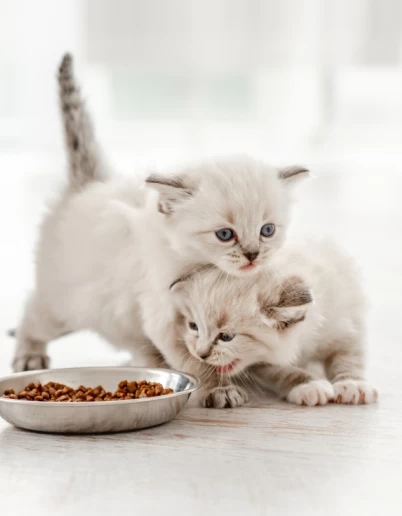 Γατομωρά στη ζωή σου; Πριν πανικοβληθείς, διάβασε αυτό!