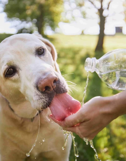Πως να προστατεύσετε τα κατοικίδια σας από τη θερμοπληξία