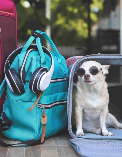 Ανοιξιάτικες εκδρομές με το σκύλο σας