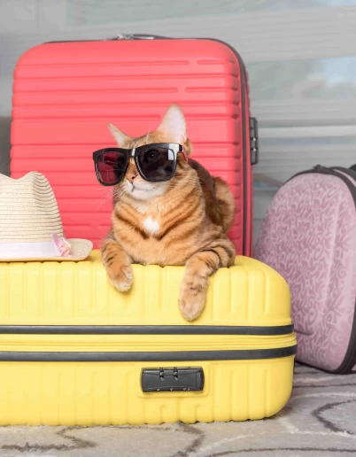 Ταξίδια και Γάτες