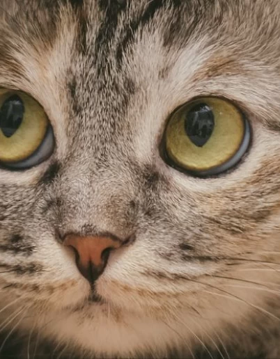 Το Άγχος της Γάτας:  Σημάδια, Αιτίες και Τρόποι Αντιμετώπισης